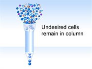Mouse T Cell Enrichment Columns from R&D Systems