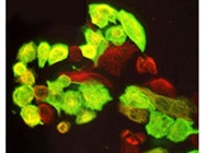 PolyJet DNA In Vitro Transfection Reagent from SignaGen Laboratories