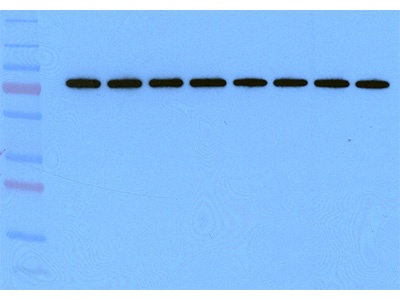 Trans-blot Turbo System from Bio-Rad