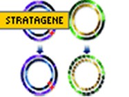 Stratagene's QuikChange II Site Directed Mutagenesis Kit
