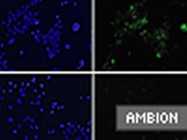 Pre-miR™ miRNA Precursor Molecules From Ambion