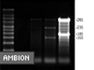 Microb<i>Enrich</i> Kit From Ambion