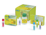 iTaq™ DNA Polymerase From Bio-Rad Laboratories