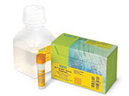 iQ SYBR Green Real-Time PCR Supermix from BioRad