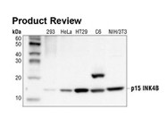 Antibody Sampler Kits From Cell Signaling Inc.