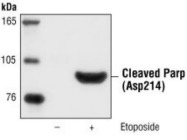 Cleaved PARP Antibody from Cell Signaling Technology, used in Western Blotting
