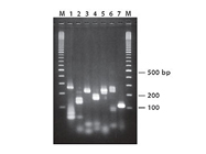QuickExtract™ FFPE DNA Extraction Kit From Epicentre Biotechnologies