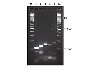 QuickExtract™ FFPE DNA Extraction Kit From Epicentre Biotechnologies