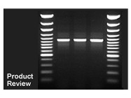 2X PCR Master Mix From Fermentas