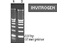 PureLink™ PCR Purification Kit From Invitrogen