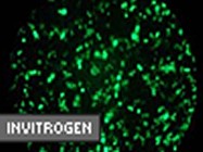 Lipofectamine™ LTX Transfection Reagent From Invitrogen