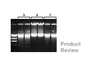 DNAzol Reagents From Invitrogen