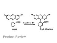 CellTracker™ Probes for Tracing Living Cells From Molecular Probes (Invitrogen)