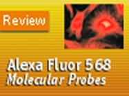 Molecular Probes' Alexa Fluor® 568 Secondary Antibodies