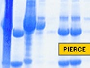 Pierce's Melon Gel IgG Purification Kit