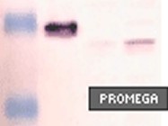 Promega's Western Blue Stabilized Substrate-AP