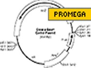 Promega's Erase-a-base System