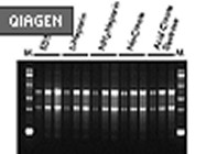 QIAamp RNA Blood Mini Kit From Qiagen