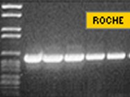 Roche's Titan One Tube RT-PCR System Review