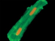 Monoclonal Anti-Desmin Antibody from Sigma-Aldrich, used in Western Blotting