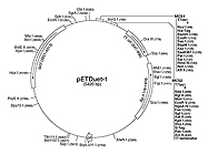Co-expression with pETDuet-1 (Duet Expression System) From Novagen