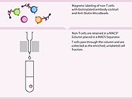 Pan T Cell Isolation Kit II (human) from Miltenyi Biotec