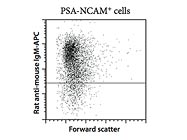 Anti-PSA-NCAM Microbeads From Miltenyi Biotec