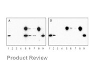 Catch and Release® v2.0 Reversible Immunoprecipitation System From Upstate