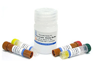 Pyruvate Assay Kit from Biovision Inc.