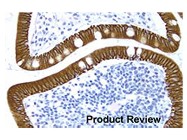 ImmPRESS Antibody (Peroxidase) Kits From Vector Laboratories