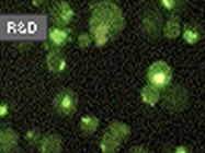R&D Systems' TNF-alpha Quantikine ELISA System