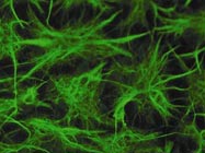 NeuroCult® NS-A Differentiation Kit (Human) Kit From StemCell Technologies
