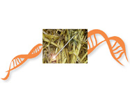 Surveyor® Mutation Detection Kit For Standard Gel Electrophoresis From Transgenomic