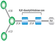  Glycoprotein Analysis