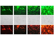  Lentiviral Expression – A High Titer Toolbox