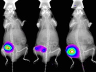  Biomarkers and Molecular Imaging: Going Multimodal