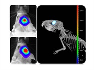  In Vivo Toxicology Imaging: Moving Compounds from the Microtiter Plate to the Clinic
