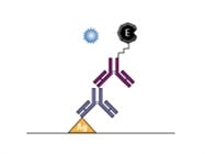  Tips for Reducing ELISA Background