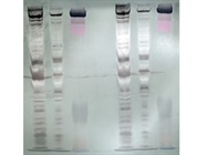  Western Blotting Continues to Evolve