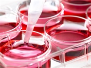  The Art and Science of Cell Line Development