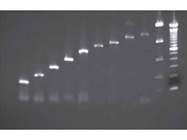  Extraction of RNA from Archived FFPE Samples