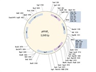  Cell-free Expression Systems