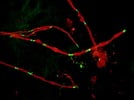 Anti-Caspr Antibody from Abcam