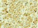 GCET1 Mouse Monoclonal Antibody (RAM341) from Abcam