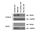 Scavenger Receptor BI (SR-BI) Antibody (for Western Blotting) from Novus Biologicals, Inc.