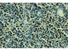 c-Myc (9E10) Monoclonal Antibody from Santa Cruz Biotechnology