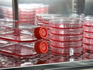  Avoiding Mycoplasma Contamination