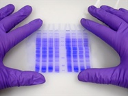  Conquering Cells to Extract the Proteins Within
