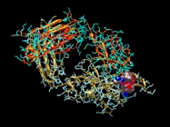  Custom Antibody Production