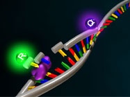 Tips on qPCR Assay Design and Optimization